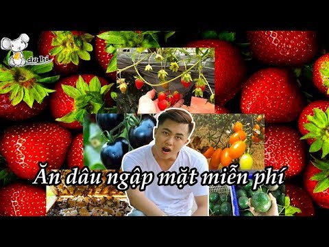 Trải Nghiệm Ăn Hết Vườn Dâu Tây Đà Lạt Miễn Phí